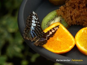 Schmetterlingspark Fehmarn Schmetterlingspark Fehmarn