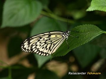 Schmetterlingspark Fehmarn Schmetterlingspark Fehmarn