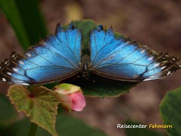 Schmetterlingspark Fehmarn Schmetterlingspark Fehmarn