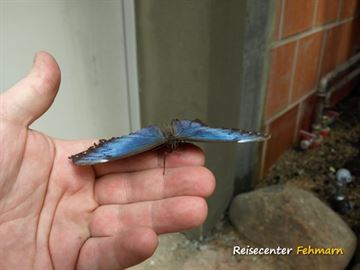 Schmetterlingspark Fehmarn Schmetterlingspark Fehmarn