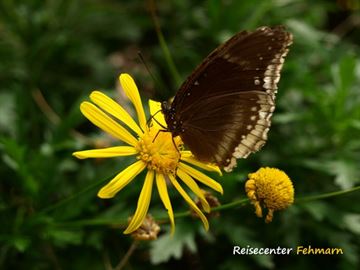 Schmetterlingspark Fehmarn Schmetterlingspark Fehmarn