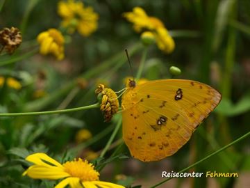 Schmetterlingspark Fehmarn Schmetterlingspark Fehmarn