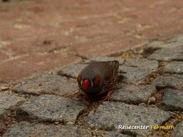 Schmetterlingspark Fehmarn Schmetterlingspark Fehmarn