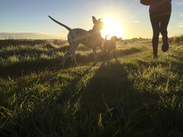 Joggen mit Hund auf Fehmarn