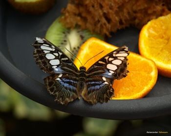 Schmetterlings Park Fehmarn