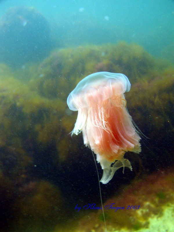 Tauchen auf Fehmarn Tauchen auf Fehmarn