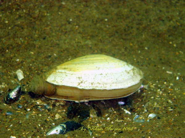 Tauchen auf Fehmarn Tauchen auf Fehmarn
