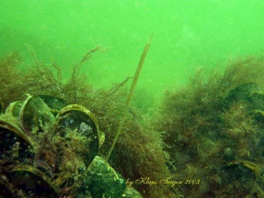 Fehmarns Unterwasserwelt