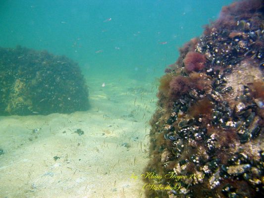 Fehmarns Unterwasserwelt