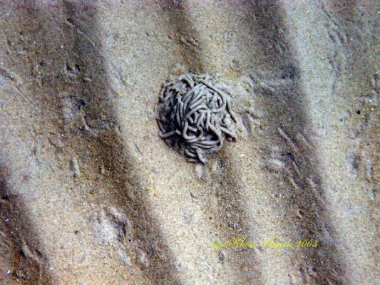 Fehmarns Unterwasserwelt