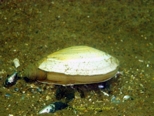 Fehmarns Unterwasserwelt