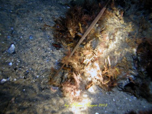 Fehmarns Unterwasserwelt