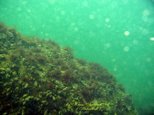 Fehmarns Unterwasserwelt