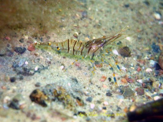 Fehmarns Unterwasserwelt